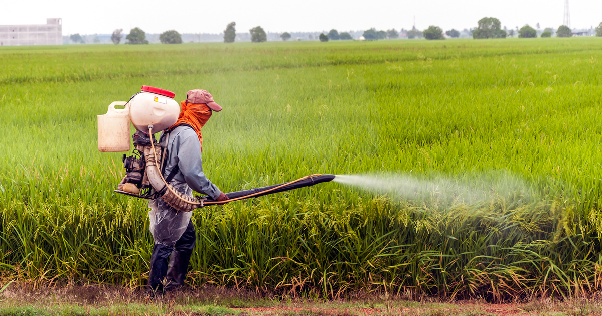 Carfentrazone, ethyl in rice cultura