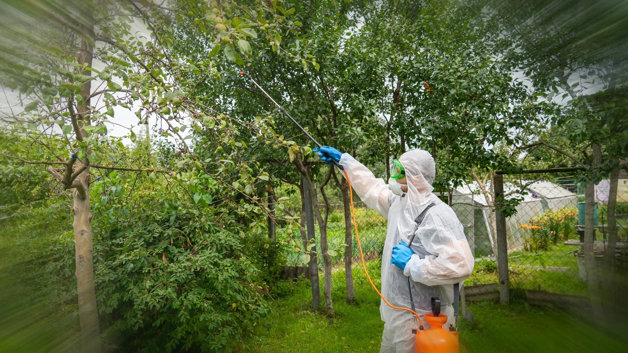 Diafenthiuron in fructum arboris pestis administratione