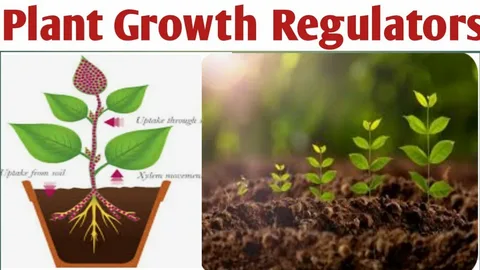 Planta incrementum Regulators: Catalysts of Agriculture